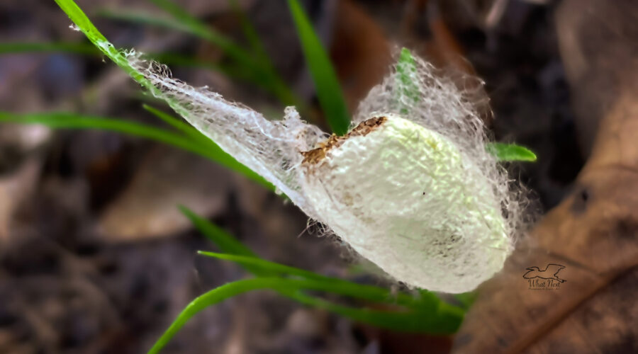 An empty cocoon is the evidence left behind that life is beginning anew.
