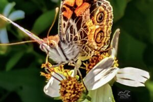 An American lady, also known as an American painted lady uses its long proboscis to remove nectar from a springtime flower.