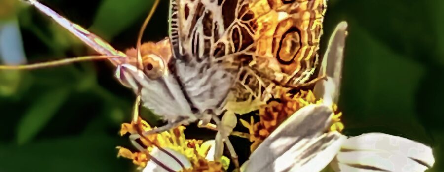 An American lady, also known as an American painted lady uses its long proboscis to remove nectar from a springtime flower.