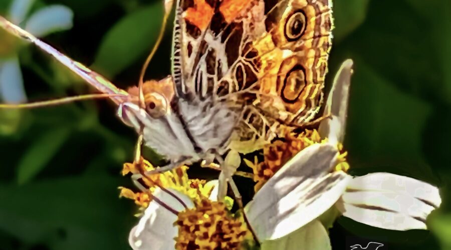 An American lady, also known as an American painted lady uses its long proboscis to remove nectar from a springtime flower.