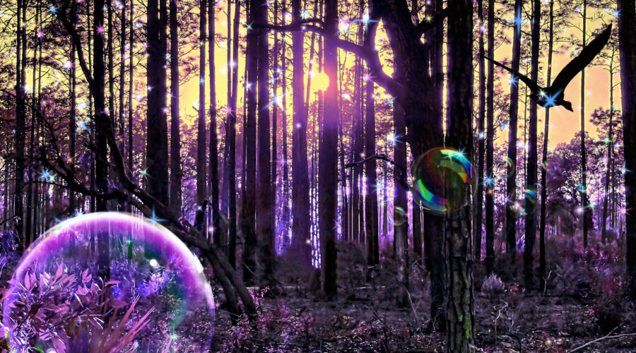 This dreamy image pictures a forest in a purple, dreamy state.