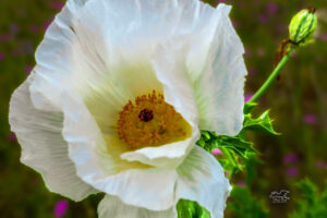 The prickly poppy plant is covered in spikes, but it produces gorgeous flowers.