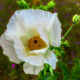 Prickly Poppy is a Beautiful Addition to the Roadside Bouquet