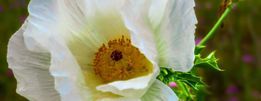 The prickly poppy plant is covered in spikes, but it produces gorgeous flowers.