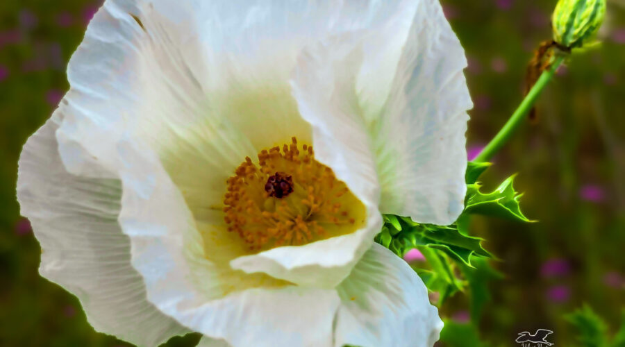 The prickly poppy plant is covered in spikes, but it produces gorgeous flowers.