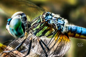 A handsome male blue dasher perches for a moment before resuming his hunt.