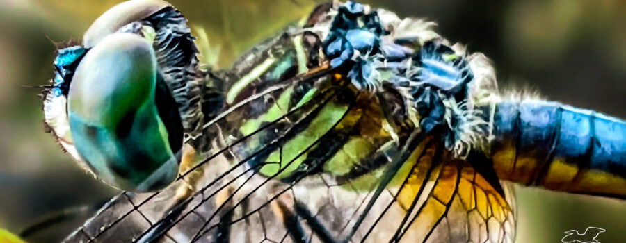 A handsome male blue dasher perches for a moment before resuming his hunt.