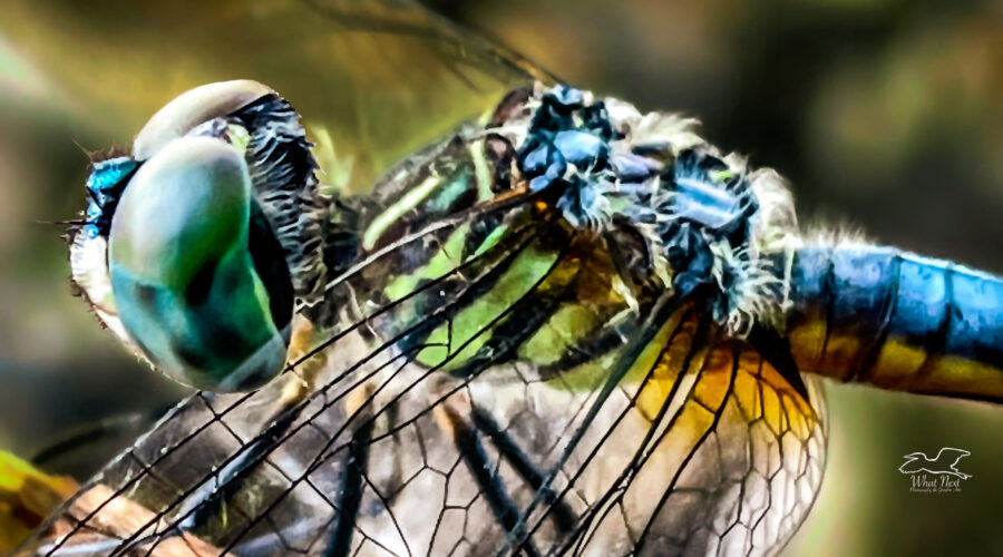 A handsome male blue dasher perches for a moment before resuming his hunt.