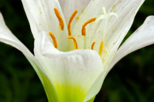 Atamasco lilies are quite beautiful and tend to blossom right around Easter.