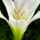 A Beautiful Lily is a Great Way to Celebrate Easter
