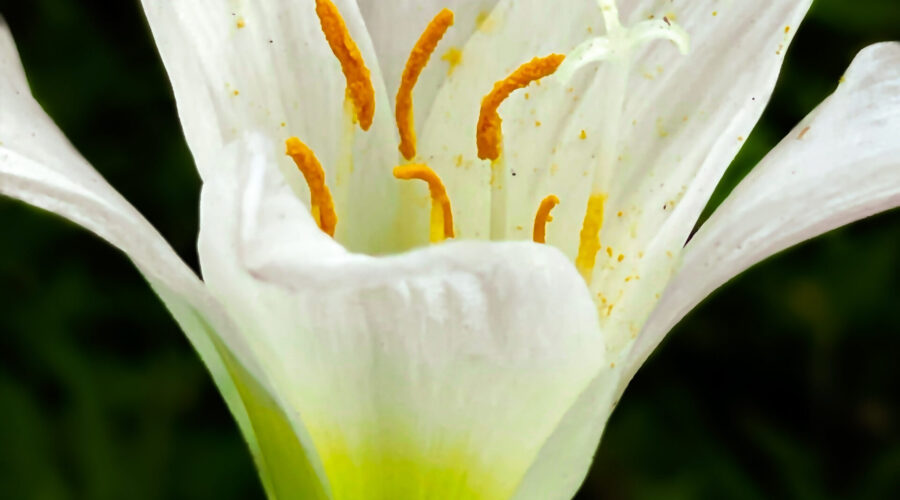 Atamasco lilies are quite beautiful and tend to blossom right around Easter.