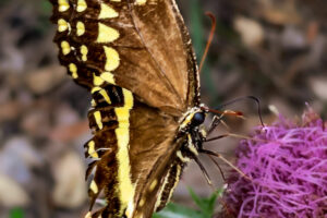 A tattered, but still beautiful Palamedes swallowtail butterfly takes an afternoon snack at a purple thistle flower.