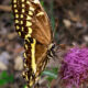 At Last, the Beautiful and Elusive Palamedes Swallowtail