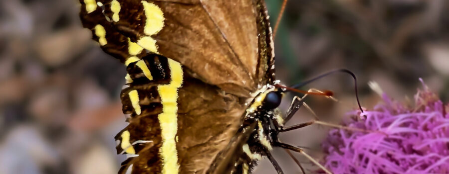 A tattered, but still beautiful Palamedes swallowtail butterfly takes an afternoon snack at a purple thistle flower.