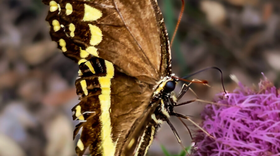 A tattered, but still beautiful Palamedes swallowtail butterfly takes an afternoon snack at a purple thistle flower.