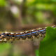 The Forest Tent Caterpillar is Quite Stunning