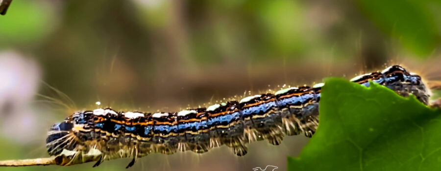 The Forest tent caterpillar is quite splashy with its many complementary colors.