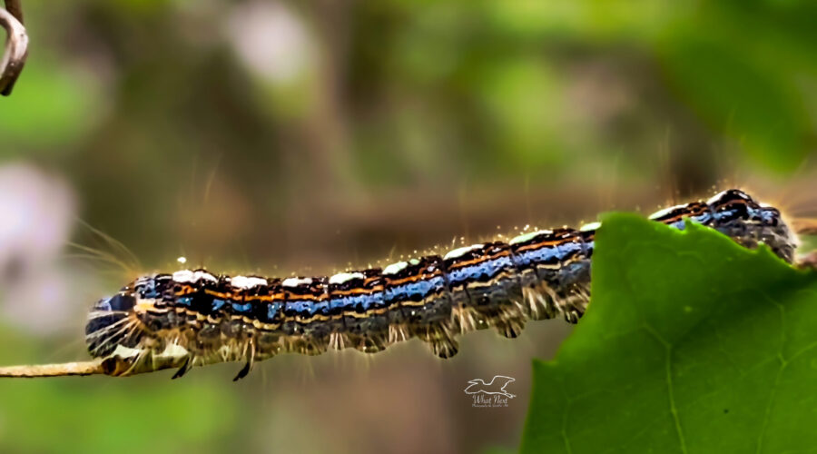 The Forest tent caterpillar is quite splashy with its many complementary colors.