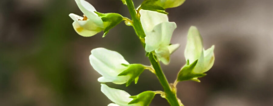 A sprig of white sweetclover is one of many attractive white spring flowers.