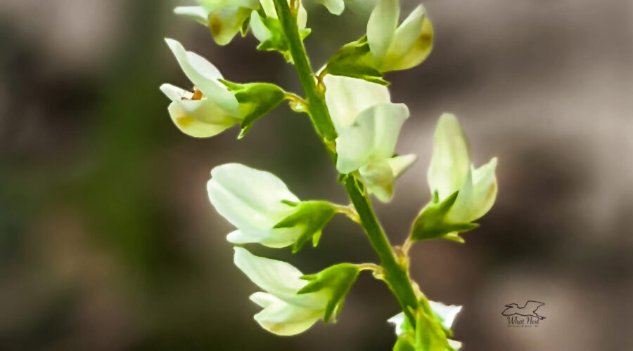 A sprig of white sweetclover is one of many attractive white spring flowers.
