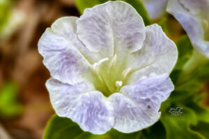 A Carolina wild petunia is a classic southern flower that blooms most of the spring and summer.