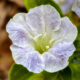 Another Classic Southern Flower is the Beautiful Carolina Wild Petunia