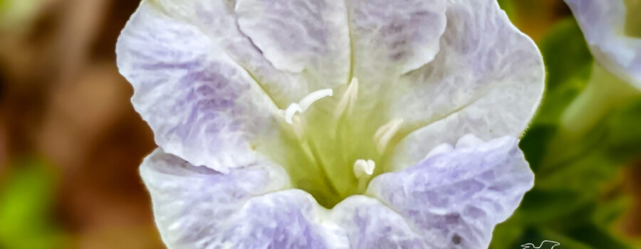 A Carolina wild petunia is a classic southern flower that blooms most of the spring and summer.