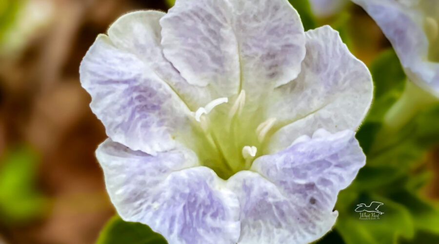 A Carolina wild petunia is a classic southern flower that blooms most of the spring and summer.