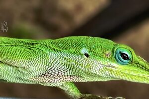 A green anole carefully examines the surroundings, while sunning.