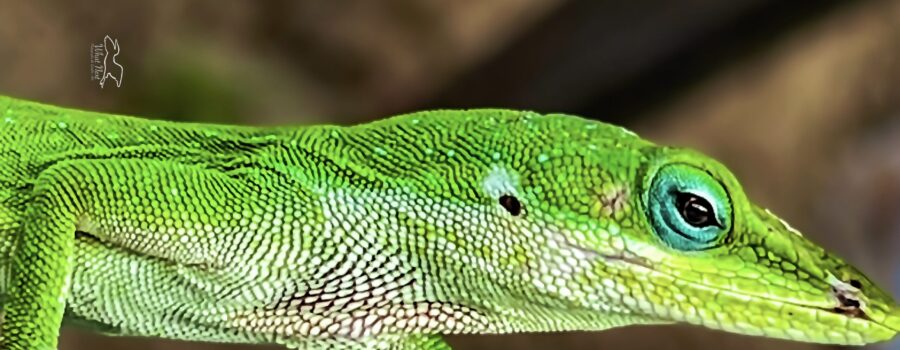 A green anole carefully examines the surroundings, while sunning.