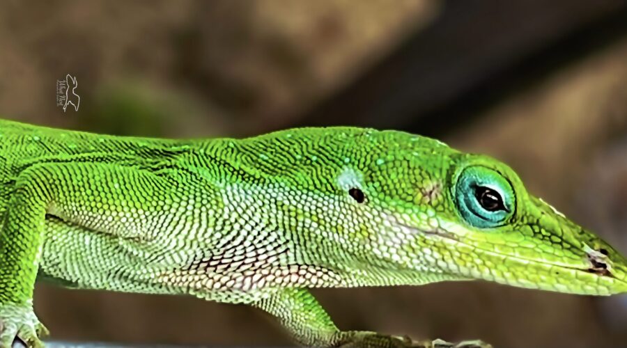 A green anole carefully examines the surroundings, while sunning.