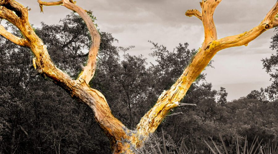 A bygone oak tree sits quietly off in the woods of central Florida.