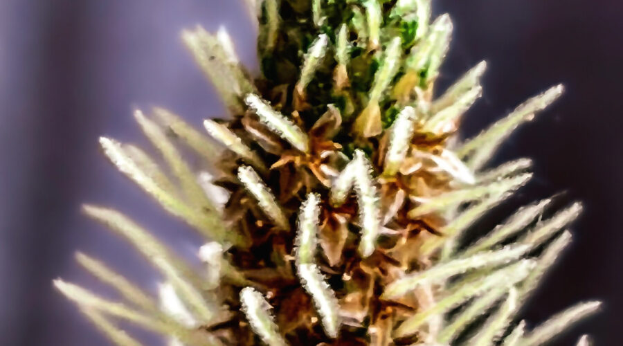 The flower head of a ribwort plantain or lamb’s tongue is doing well despite dry weather.