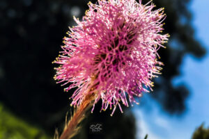 A single powderpuff flower shines in the sun against a spring sky.