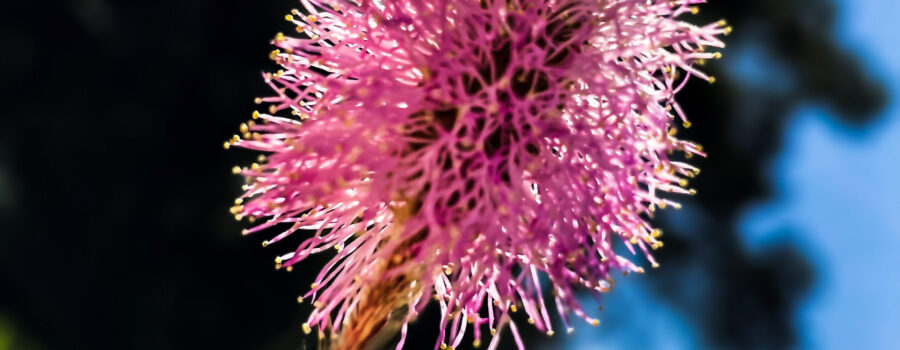 A single powderpuff flower shines in the sun against a spring sky.