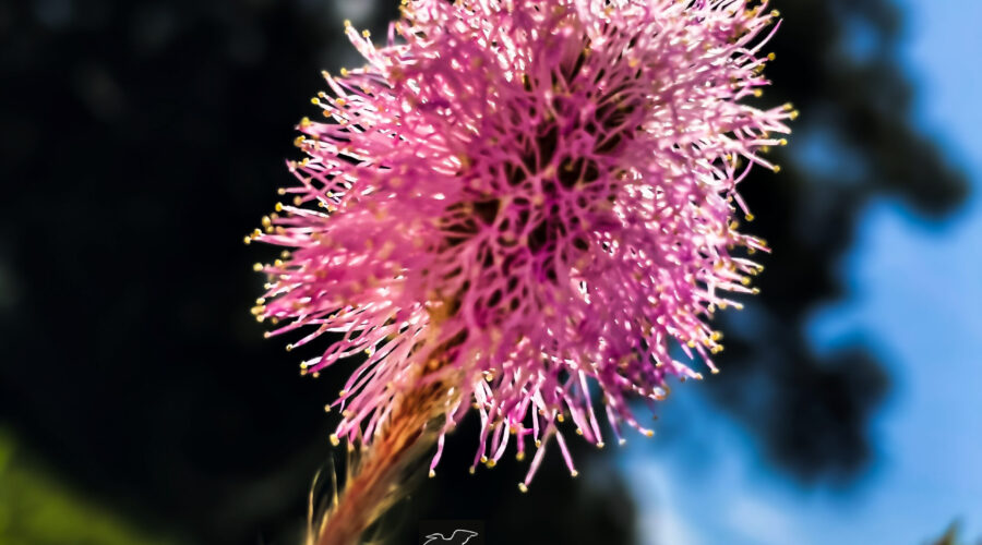 A single powderpuff flower shines in the sun against a spring sky.