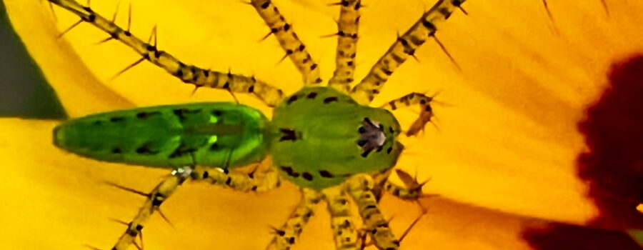 A lynx spider sitting on a flower is not typically what one thinks of when they hear about a lynx.