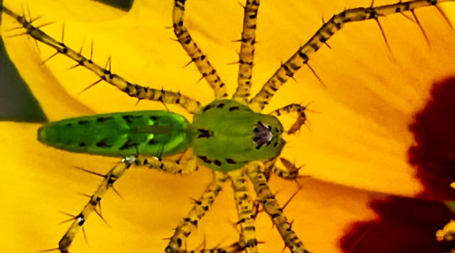 A lynx spider sitting on a flower is not typically what one thinks of when they hear about a lynx.