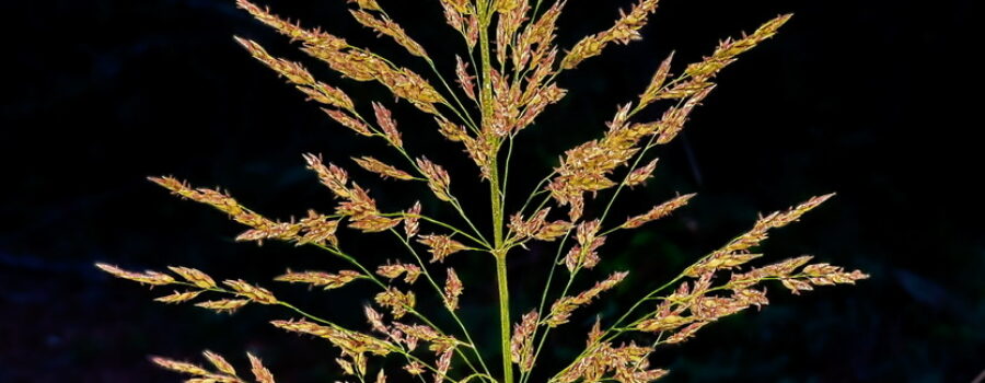 A lush sprig of Johnson grass catches the last bit of light on a quiet spring evening.