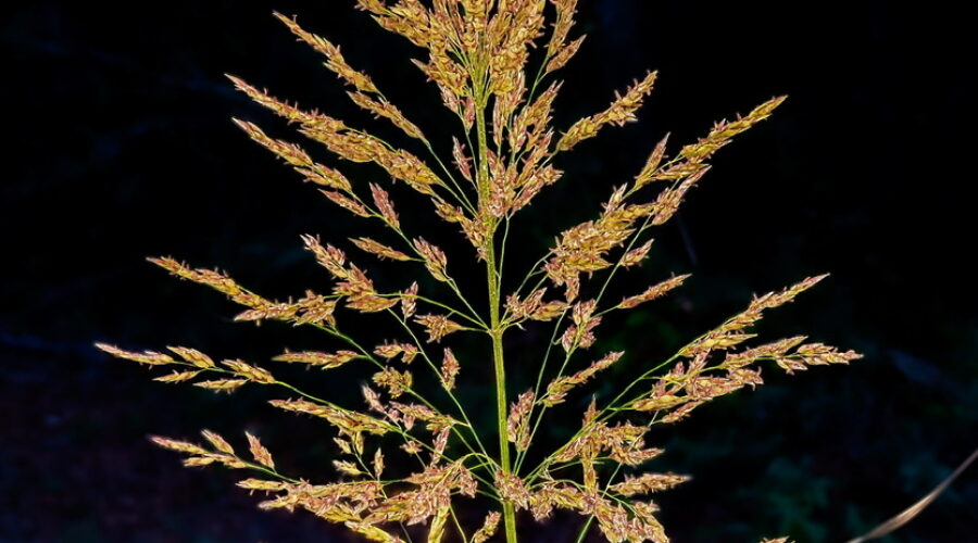 A lush sprig of Johnson grass catches the last bit of light on a quiet spring evening.