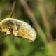 Grasshopper Bee Flies are One Cute and Speedy Bug