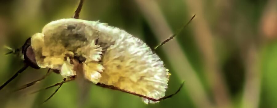 A grasshopper bee fly kicks off with its rear legs as it launches itself off a flower.