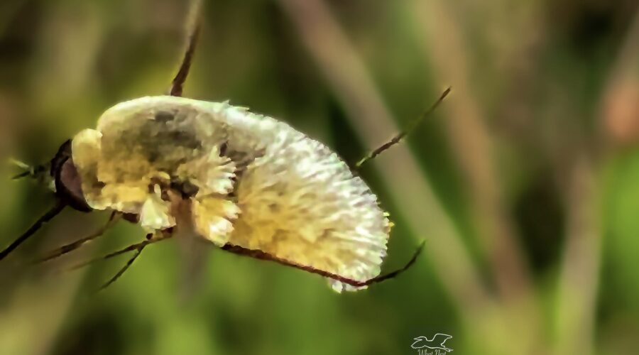 A grasshopper bee fly kicks off with its rear legs as it launches itself off a flower.