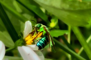 Female brown-winged striped sweat bees have a variety of glittery metallic greens covering their bodies.