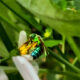 Brown-winged Striped Sweat Bees Have Beautiful Colors