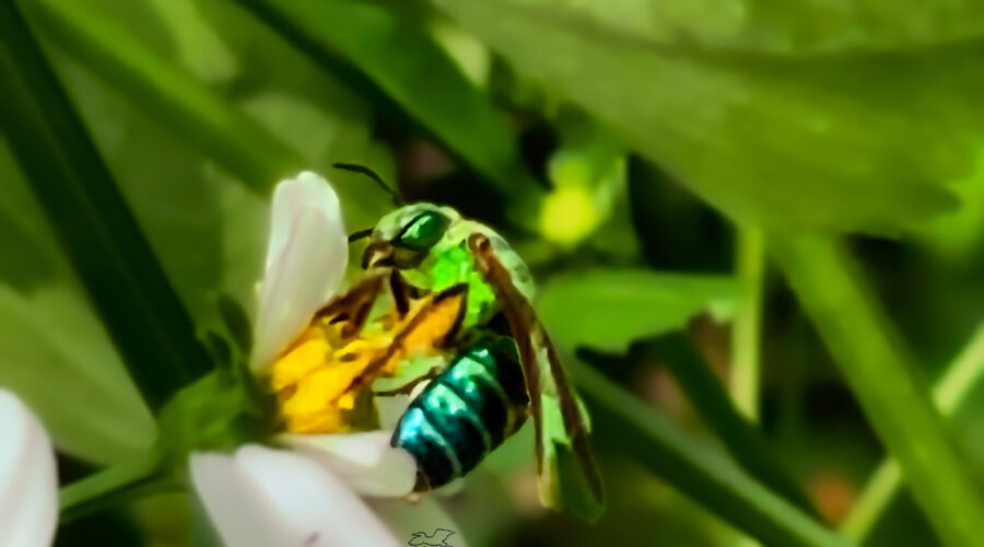 Female brown-winged striped sweat bees have a variety of glittery metallic greens covering their bodies.