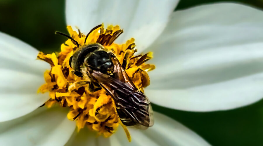 A female ligated furrow bee packs pollen into sacs on her rear legs to take back as provisions for the hive.