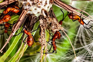 A bunch of leaf footed bug nymphs crawl around on their host, a dandelion seed head.