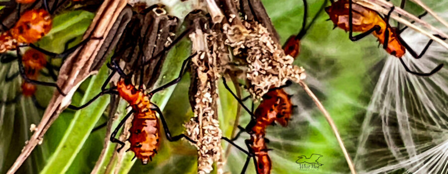 A bunch of leaf footed bug nymphs crawl around on their host, a dandelion seed head.