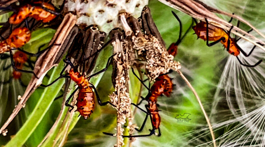 A bunch of leaf footed bug nymphs crawl around on their host, a dandelion seed head.
